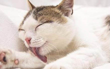猫睁眼睛睡觉代表什么
