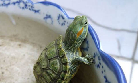 巴西龟不放水会死吗?