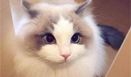 猫咪有眼屎正常么？