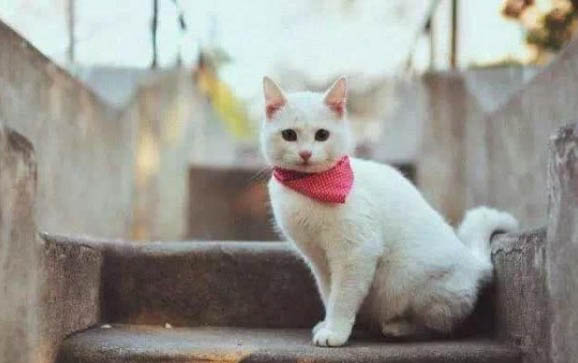 霍思燕家的猫是什么品种