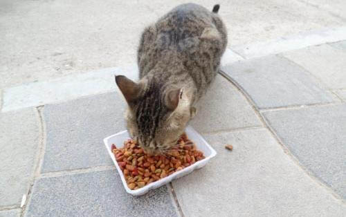 猫咪主食罐头和零食罐头的差别