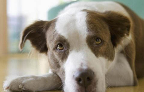 狗狗得了真菌皮肤病能自愈吗?