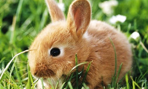 农村有哪些兔子可以吃的东西