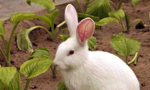 兔子的本领有哪些？