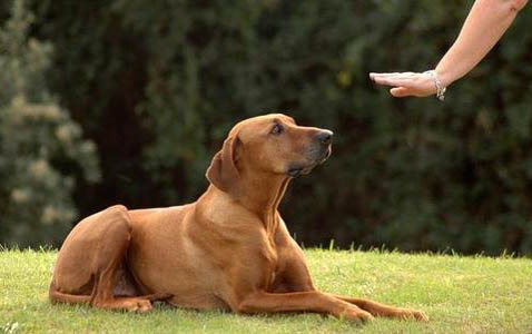 怎么样训练狗狗听话？