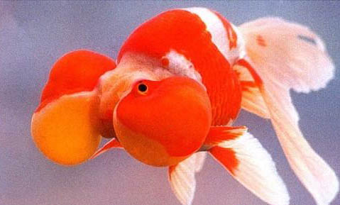 红金鱼多久喂一次食