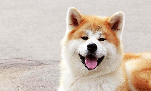 秋田犬是哪个国家的品种