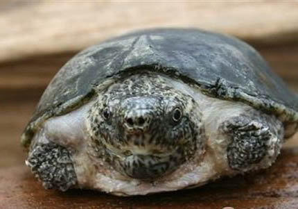 麝香龟可以活多久