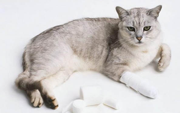 猫咪消炎药吃多了有什么后果