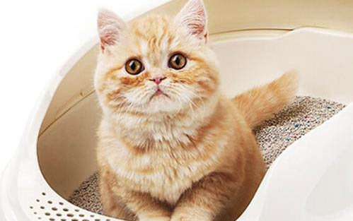 一个月的小猫可以吃猫粮吗？