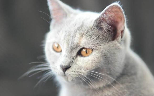 猫眼睛流脓一样的眼屎该怎么治疗