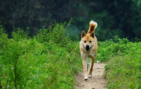 中华田园犬该怎么喂养