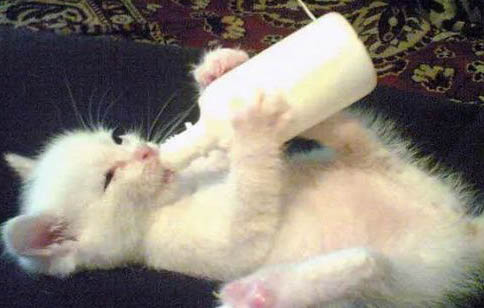 幼猫不喝羊奶怎么办呢