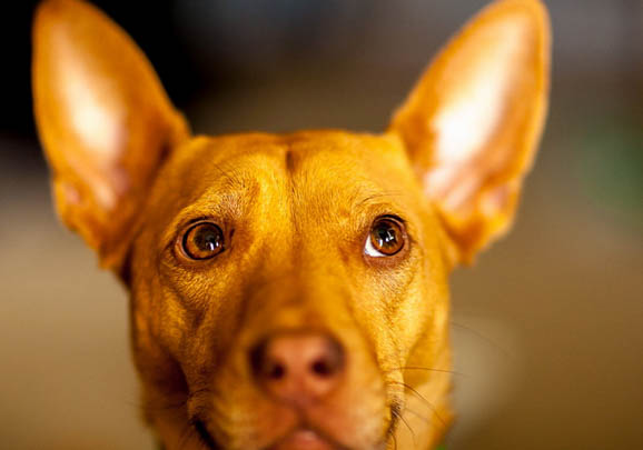 博伊金猎犬食欲不好