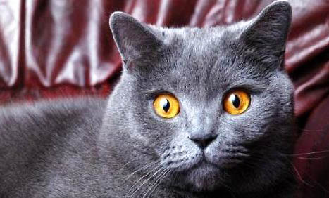 猫咪口腔溃疡多久才能好？