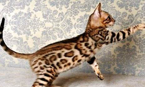 豹猫和美短哪个好养
