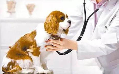 狗狗肛门腺炎有哪些症状
