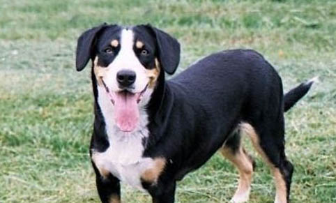 高加索犬是哪个国家的犬种