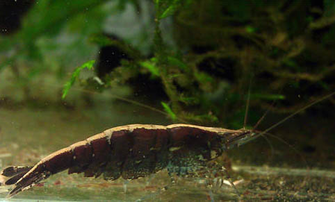 黑壳虾抱卵生产前表现