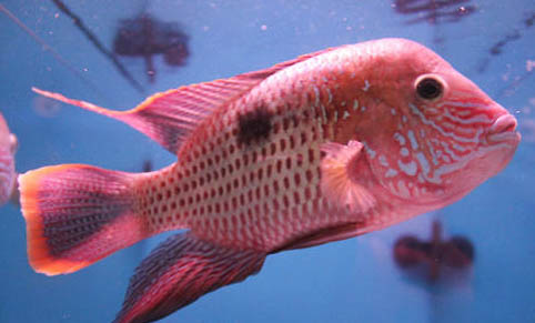 红色观赏鱼有哪些品种？