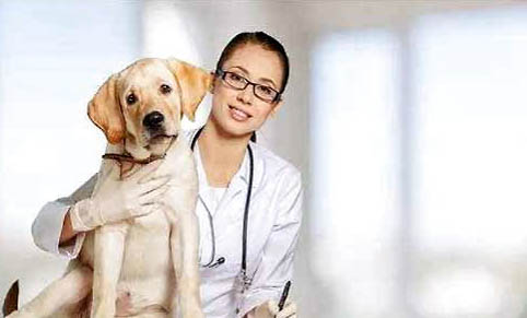 狗狗疫苗过敏能治愈吗？