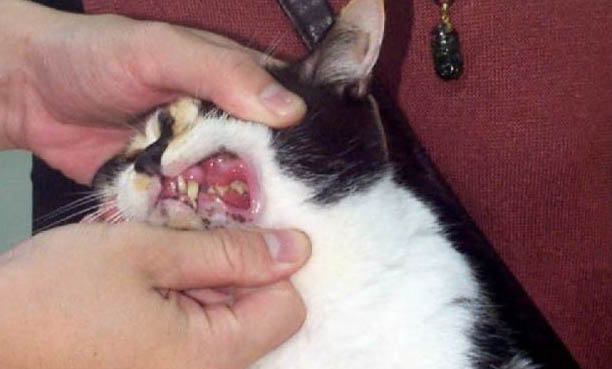 猫咪吃益生菌有哪些作用