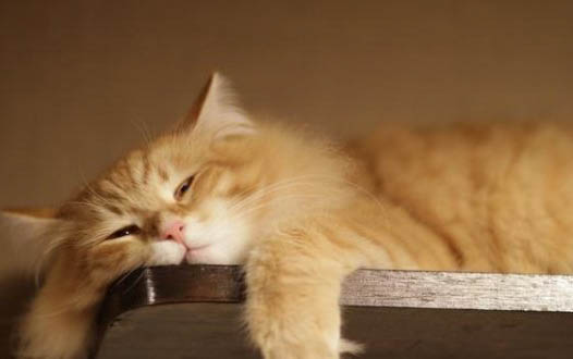 化毛膏多久吃一次猫？