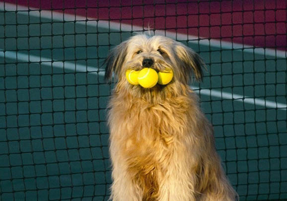 猎犬品种有哪些