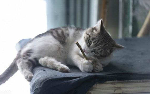 怎么才能让猫不挠沙发