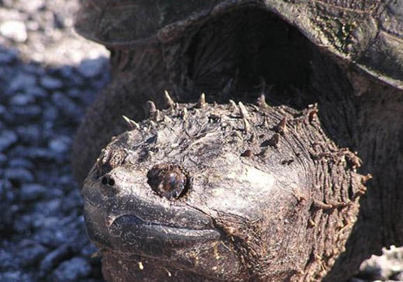鳄龟和巴西龟可以一起养吗？