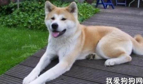 秋田犬被禁养的原因是什么？