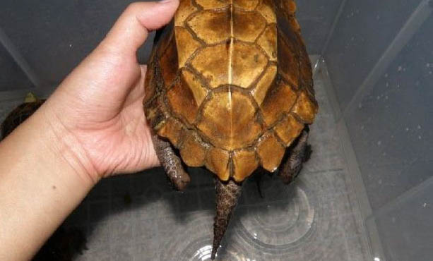 乌龟在水里能呆多久