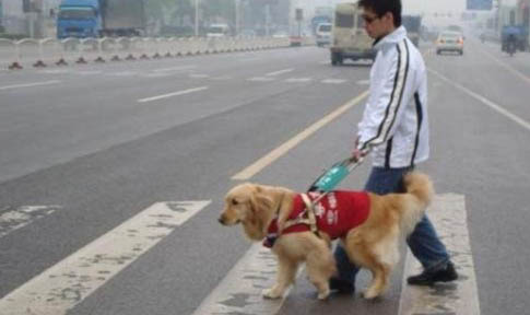 导盲犬可以上飞机吗