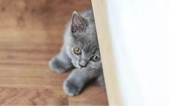 两个月的小猫是可以在空调房吗