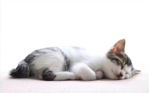 猫咪患上猫传腹出现黄疸还能活多久