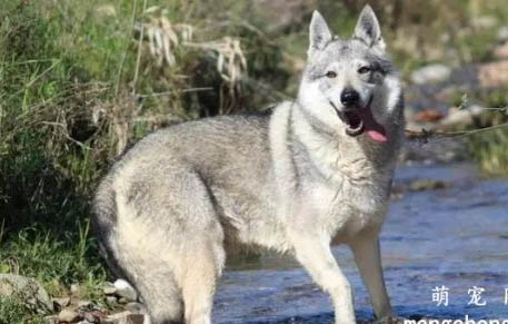 狼狗品种有哪些