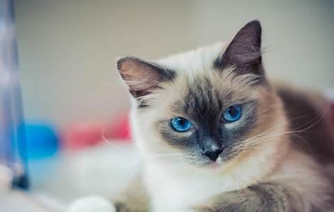 猫咪的眼睛老是流眼泪是什么原因