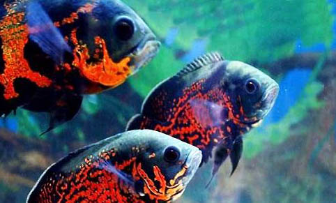 鱼缸净水剂对鱼有害吗