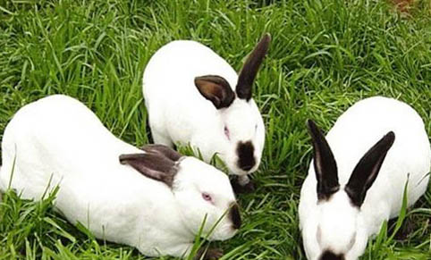 宠物兔和家兔哪个好养