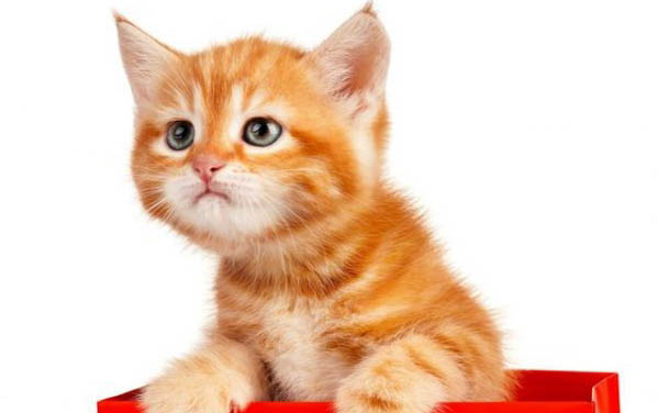 猫打完止吐针不吃不喝的原因及处理方法