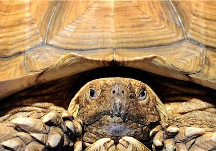 亚达伯拉象龟什么时候成年？