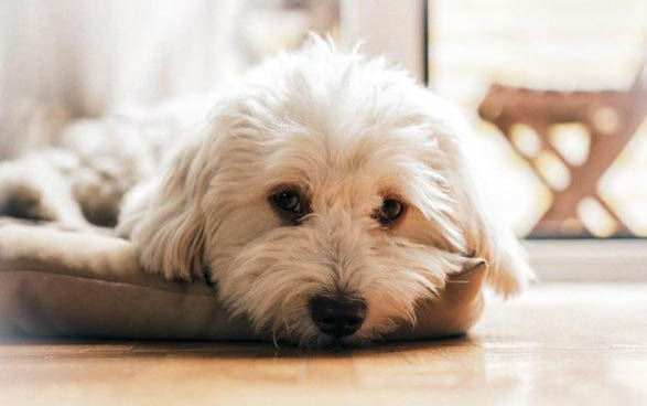 狗狗蜷缩睡觉什么原因？