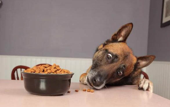 狗狗不能吃的食物有哪些？