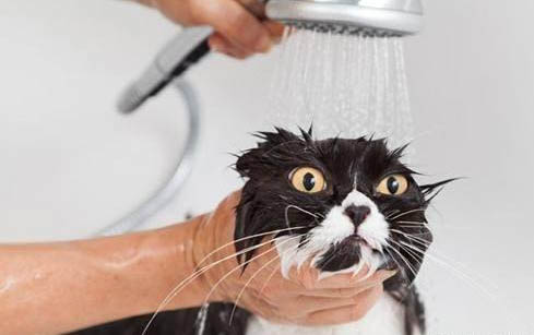 猫咪流口水没精神是什么原因