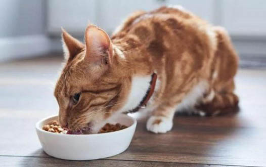 如何正确给猫咪饲喂生骨头？