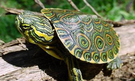 乌龟吃自己的粪便是怎么回事