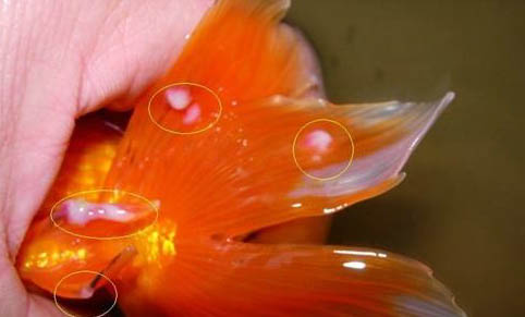 观赏鱼交叉感染的原因分析