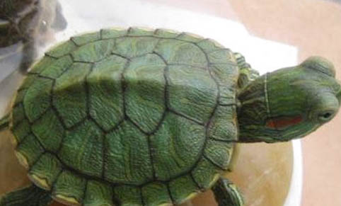乌龟白眼能自愈吗？