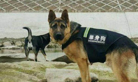 德国牧羊犬平均寿命