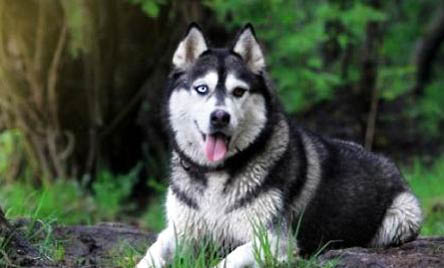 阿拉斯加犬狗笼尺寸